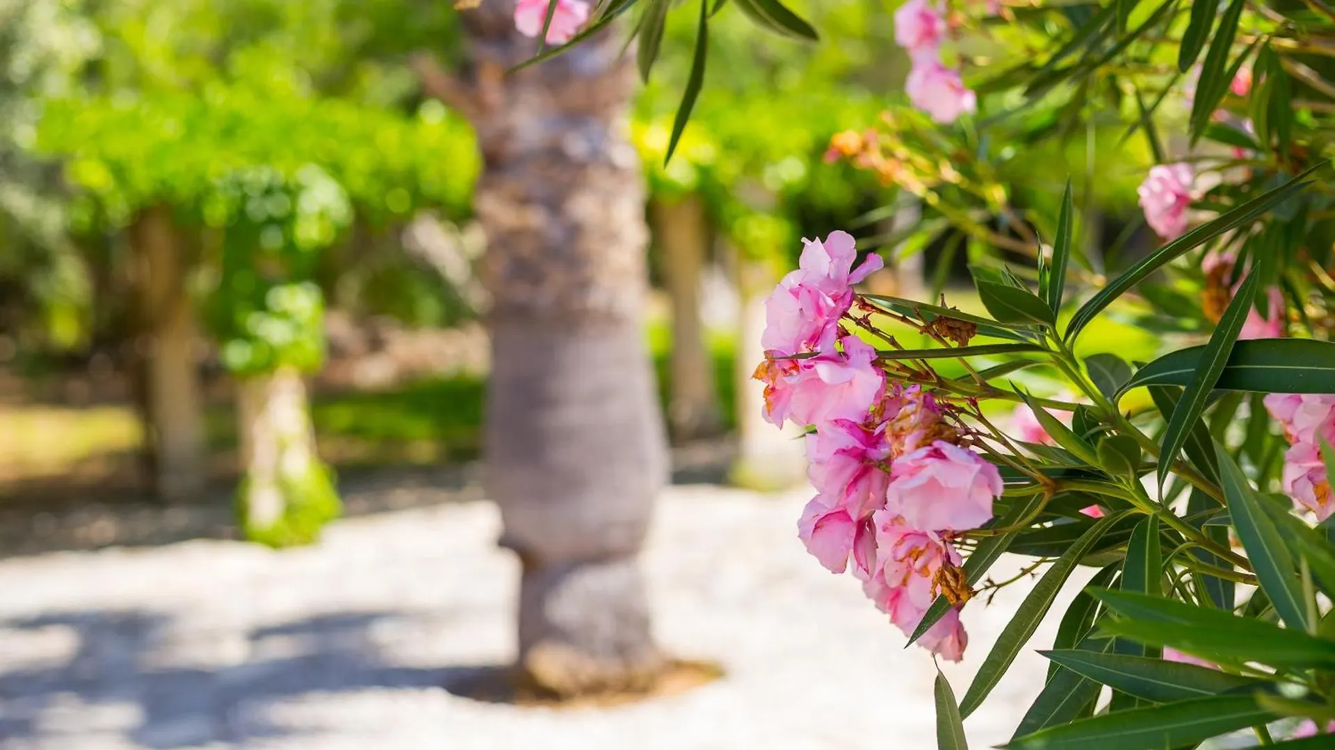 Bauernhof Fangar Agroturismo Campanet Spanien